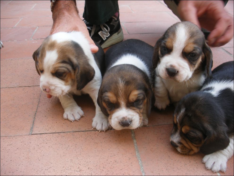 cuccioli amelie-74